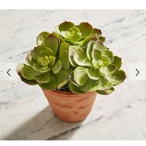 Pottery Barn Potted Faux Echeveria Succulent